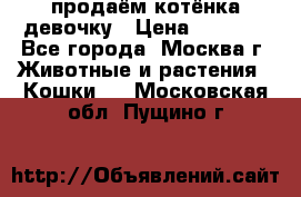 продаём котёнка девочку › Цена ­ 6 500 - Все города, Москва г. Животные и растения » Кошки   . Московская обл.,Пущино г.